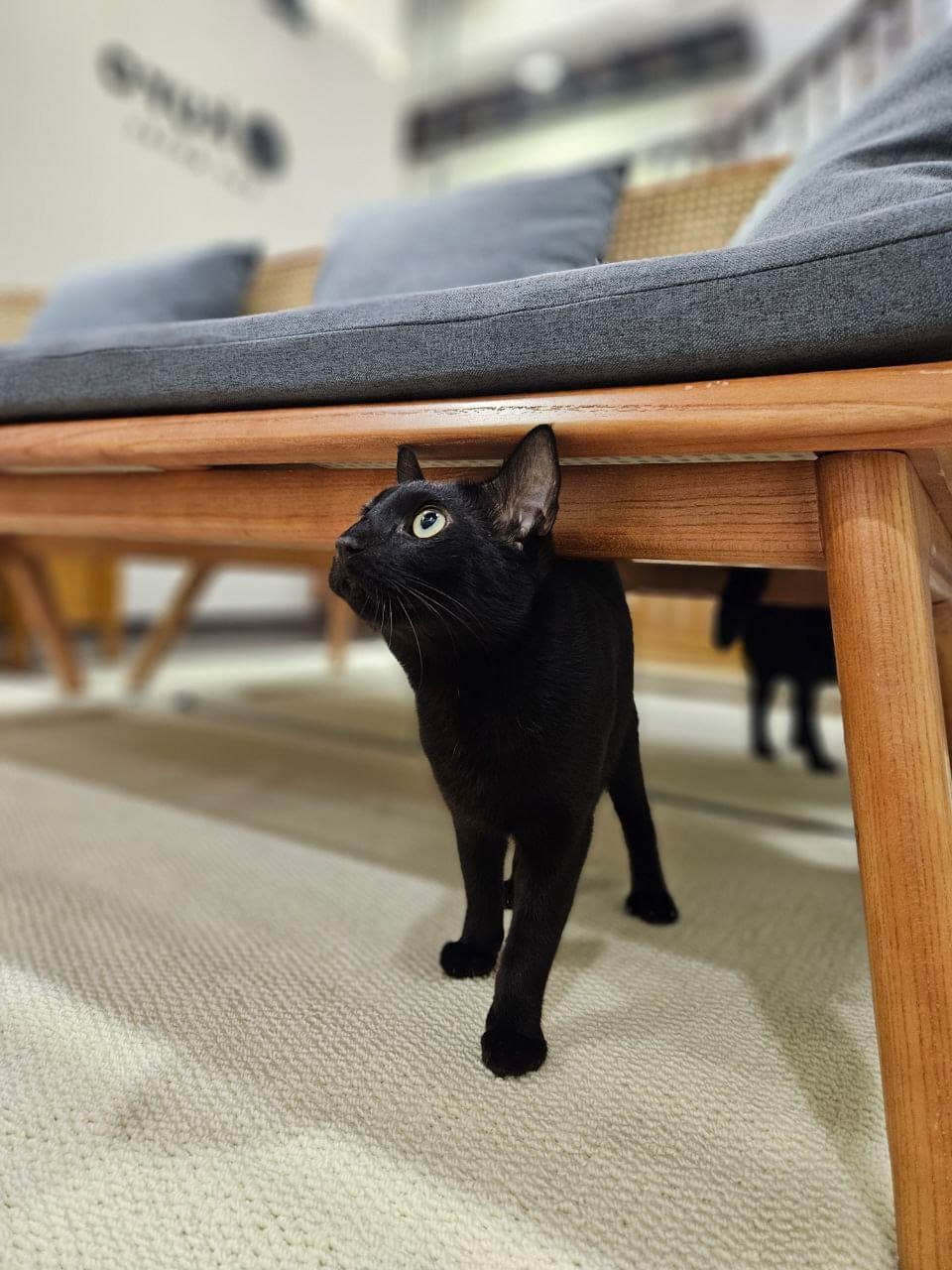 Kuro, the founder's cat, resting calmly on a bench at Kuro Cat Hotel