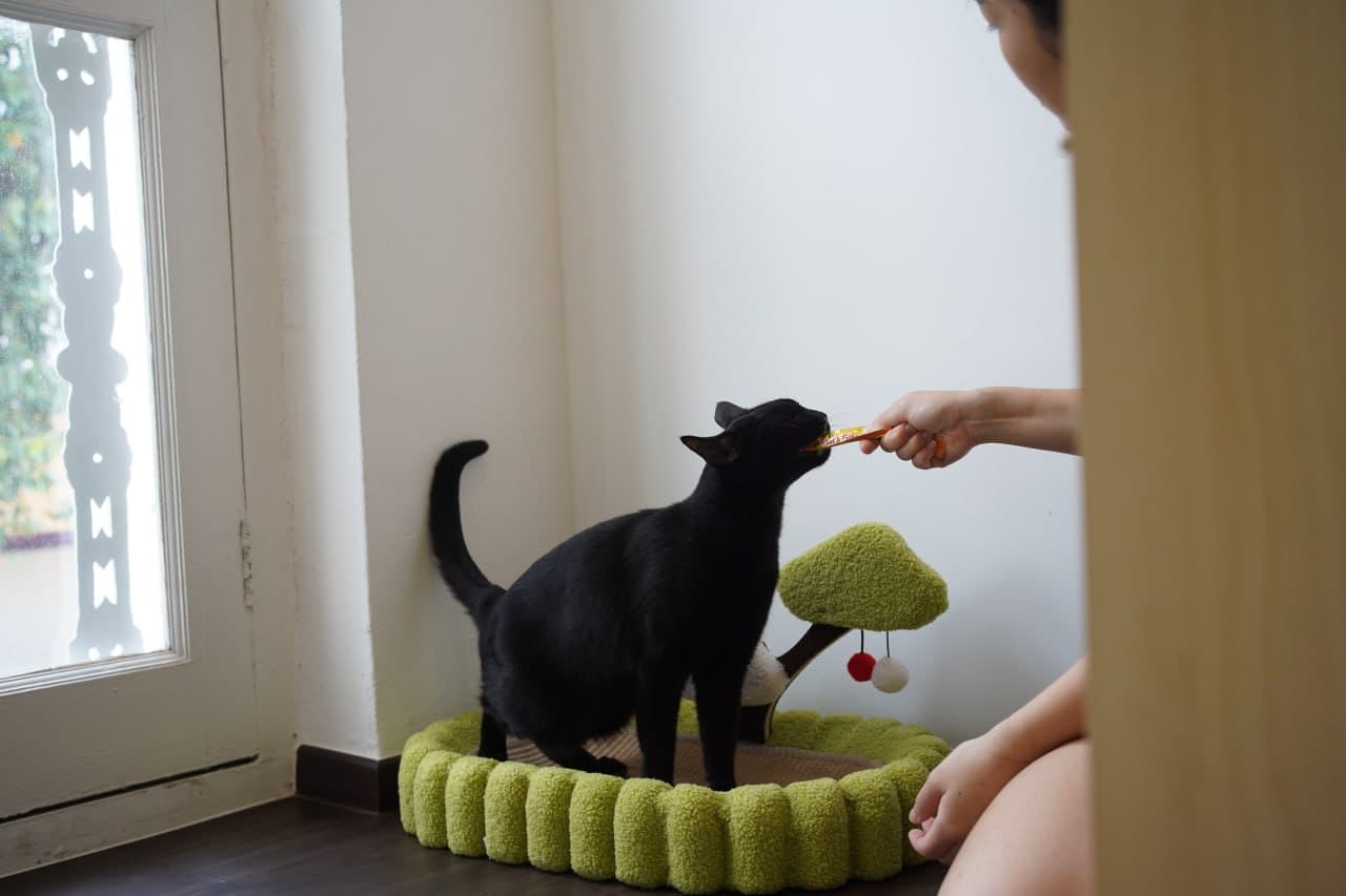 Black cat being hand-fed a treat in a cozy corner of Kuro Cat Hotel's Chinatown shophouse