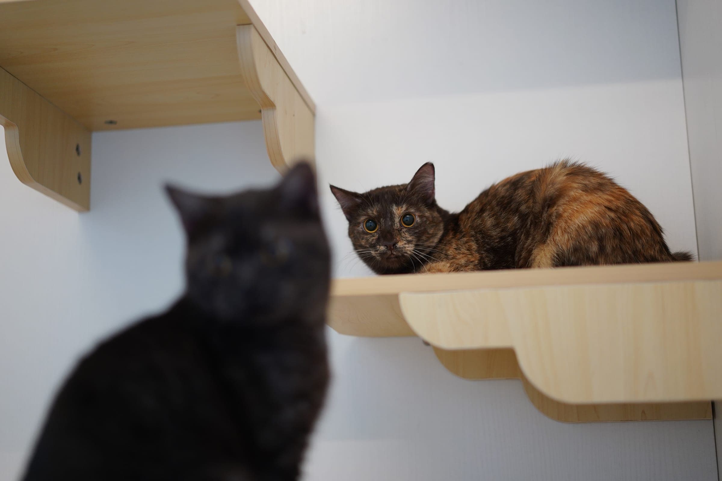 Our Heritage Shophouse