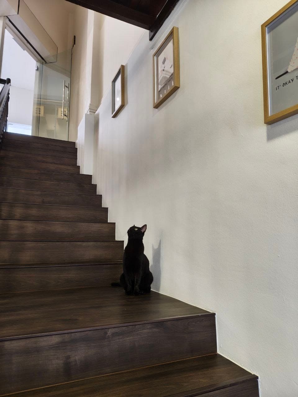 Kuro, the black cat who inspired Kuro Cat Hotel, sitting on a staircase