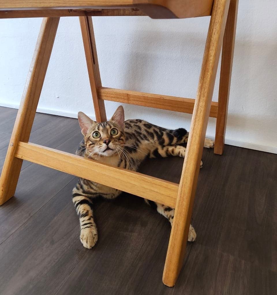 Booking and pricing at Kuro Cat Hotel