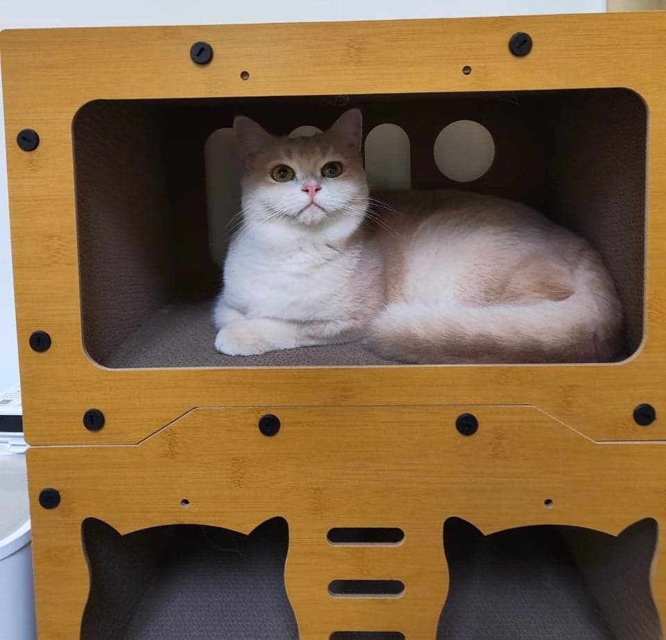 Trust and safety at Kuro Cat Hotel