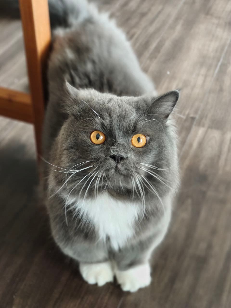 长毛灰猫以明亮琥珀色眼睛望向镜头，摄于 Kuro Cat 猫咪酒店