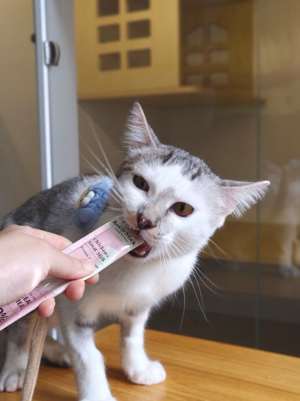 照护员在 Kuro Cat 猫咪酒店轻柔喂食灰白色猫咪一支肉泥条