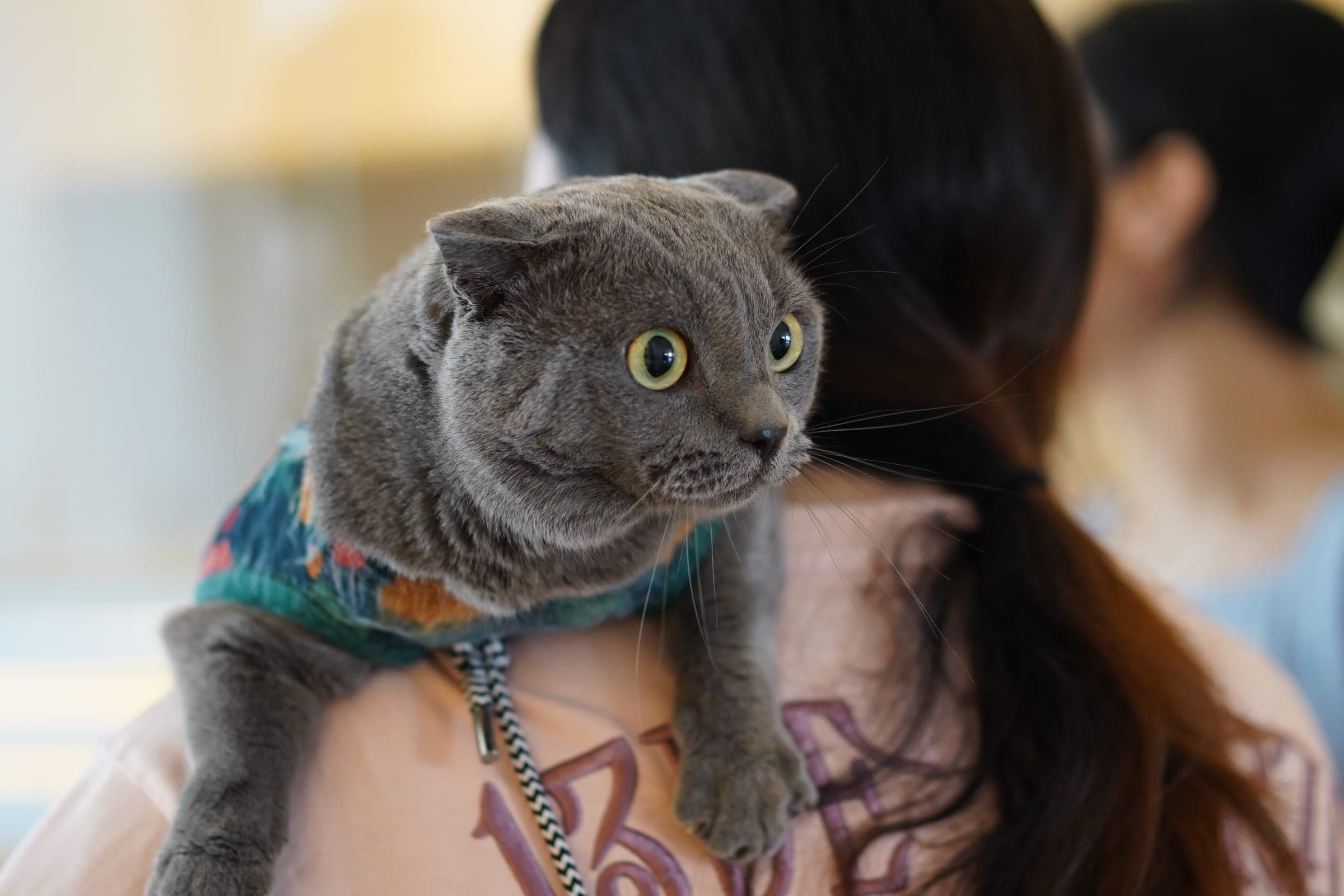 身穿彩色围巾的灰色折耳猫咪搭在主人肩上，摄于 Kuro Cat 猫咪酒店