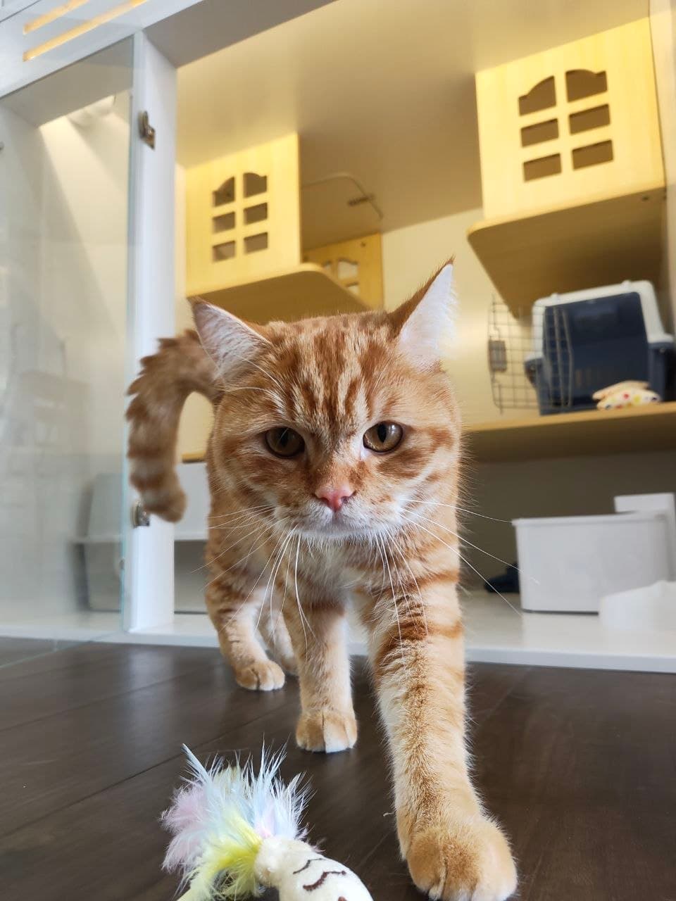 Classic Suite — photo 2