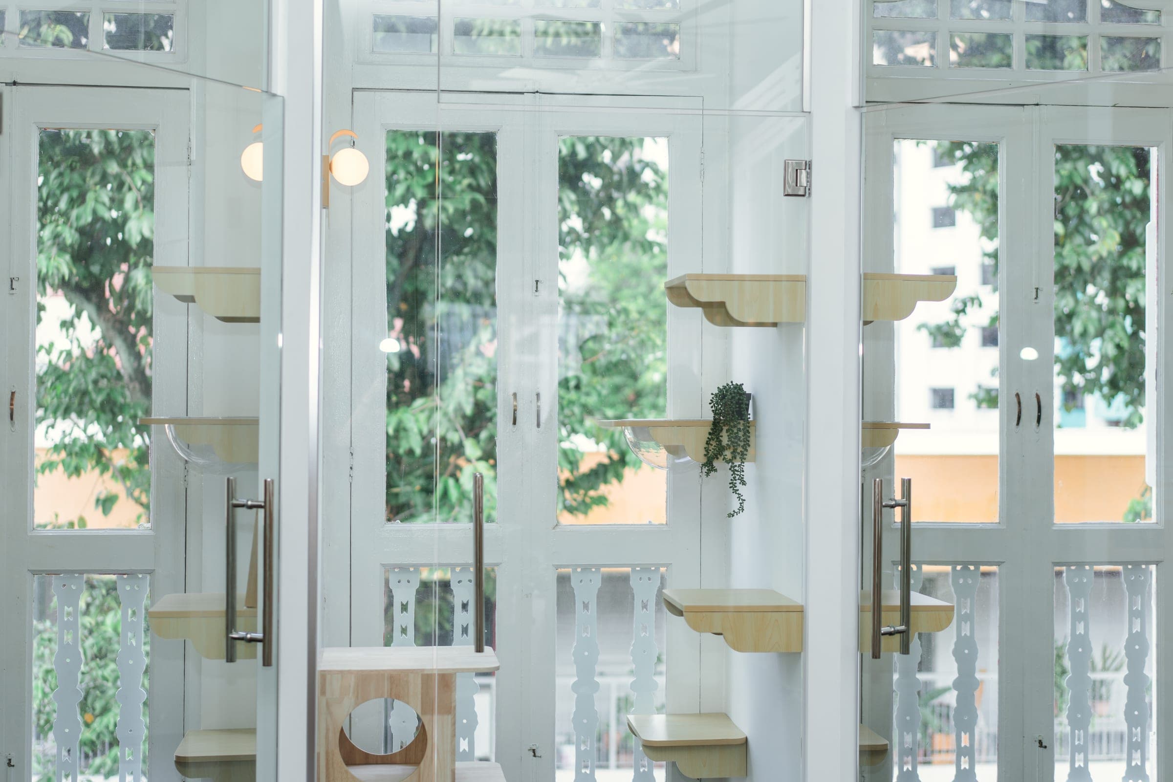 Interior of Kuro Cat Hotel with white-framed heritage windows, built-in wooden cat shelves, and greenery visible beyond the glass doors