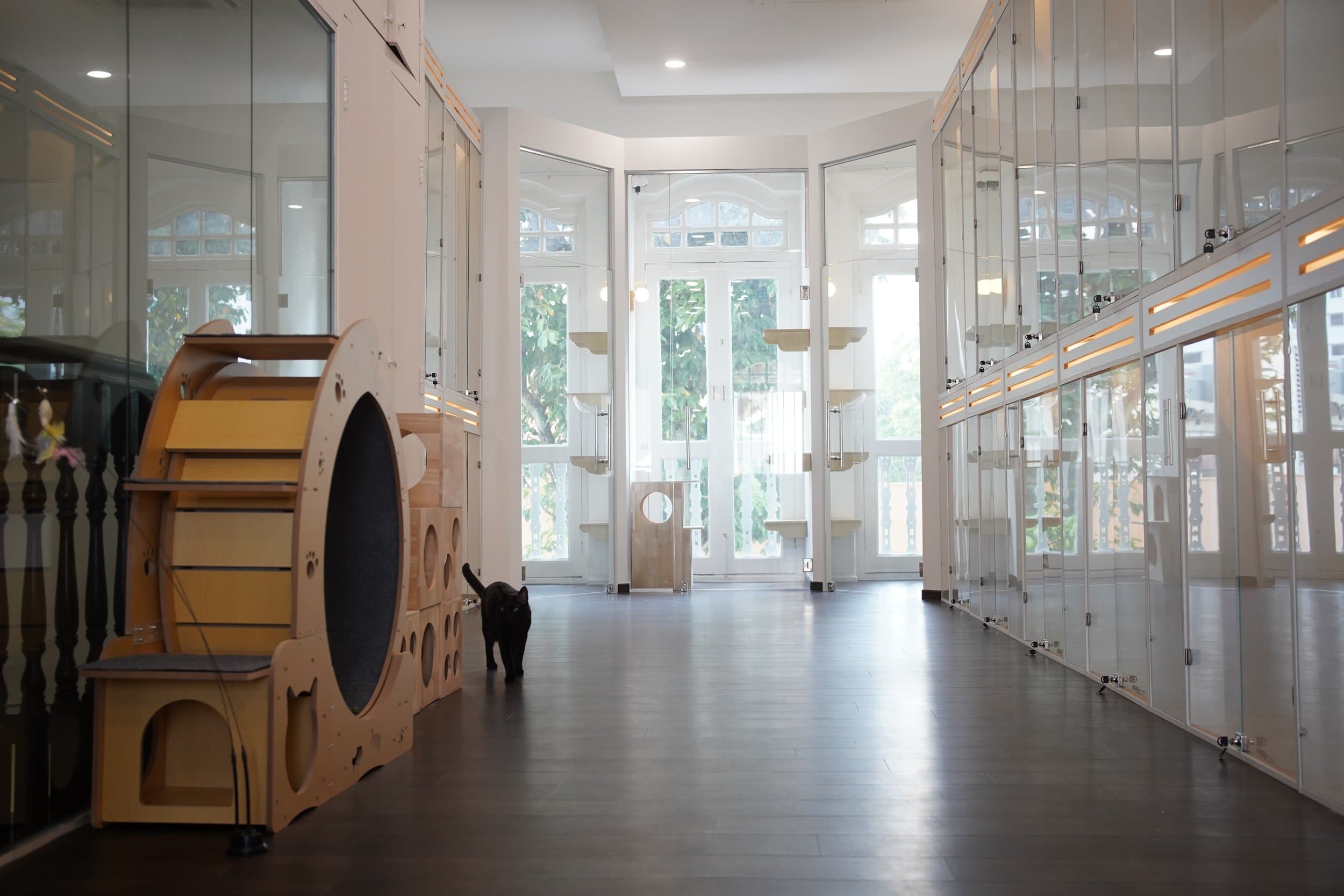 Kuro Cat 猫咪酒店三楼走廊，一只黑猫走过圆形木制睡眠舱、玻璃门别墅套房与百年店屋采光窗