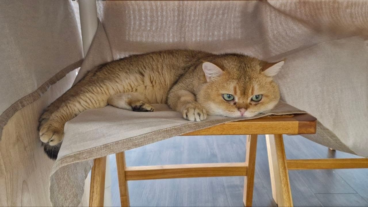 在 Kuro Cat Hotel 私人套房内望向店屋窗外的猫咪,远离家中装修工程