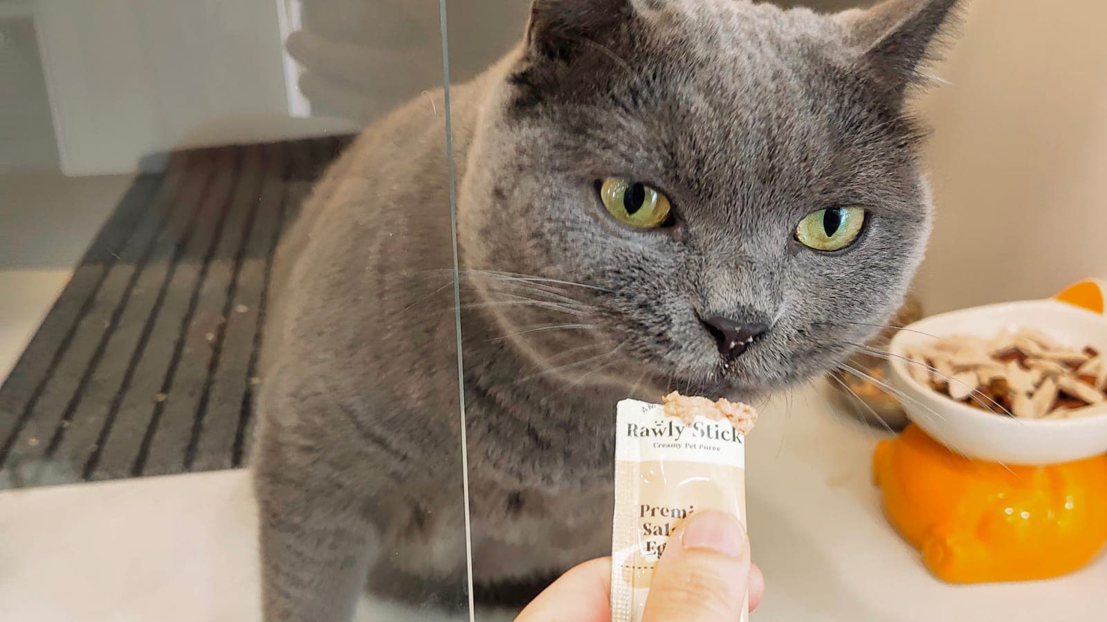 A grey cat taking a creamy treat stick from a team member's hand at Kuro Cat Hotel