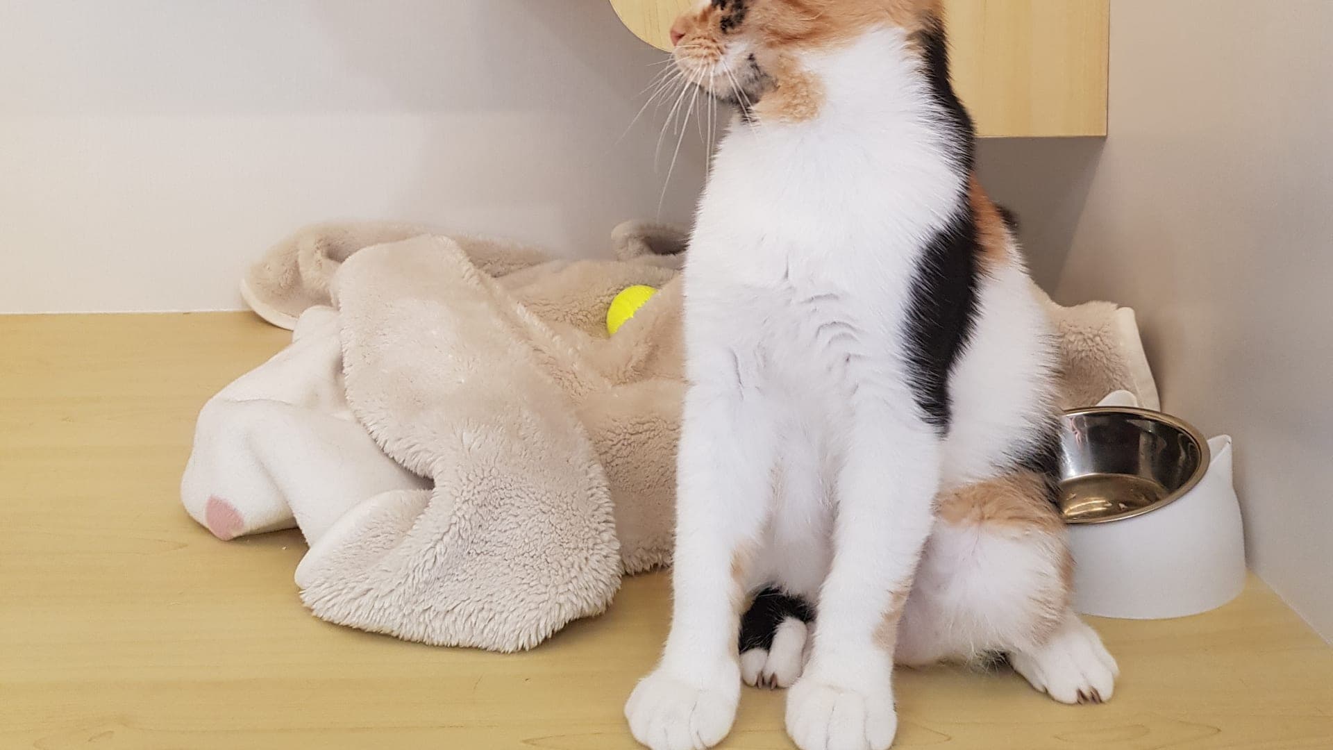 A cat guest at Kuro Cat Hotel in Singapore's Chinatown shophouse
