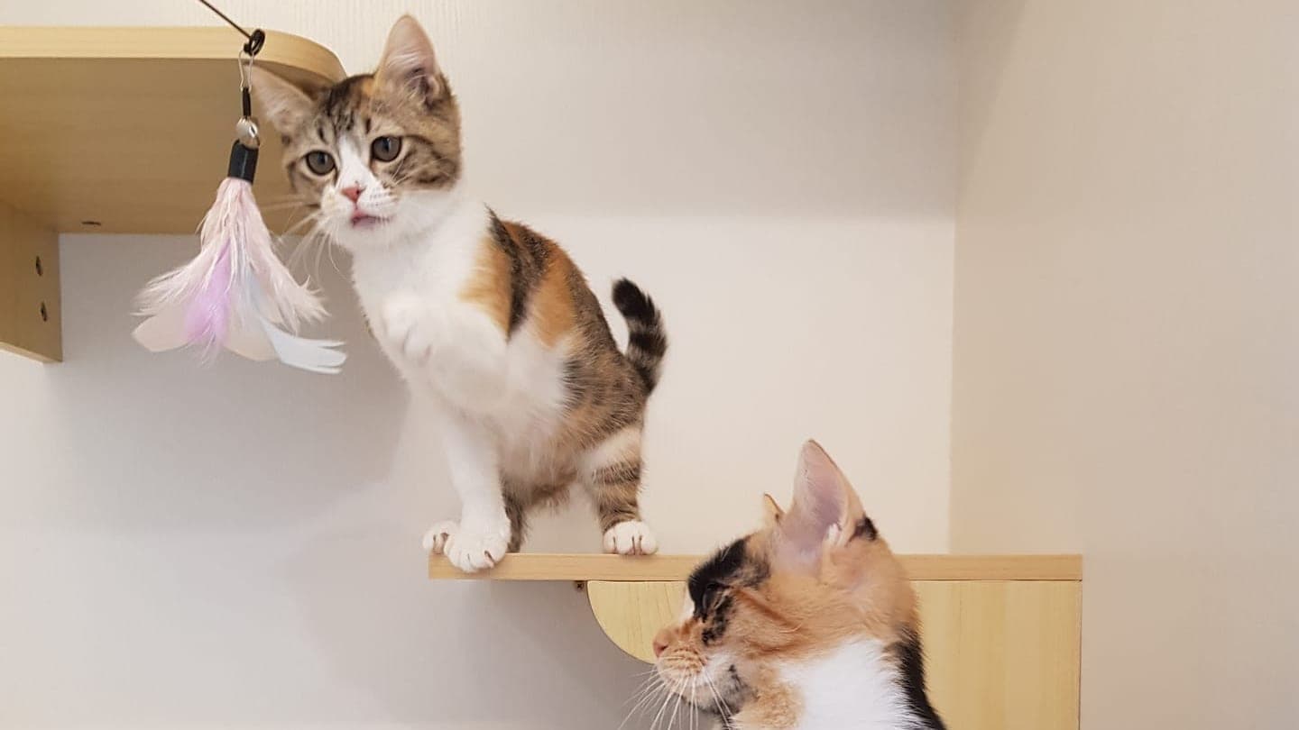 Two young calico cats from the same home in a suite at Kuro Cat Hotel, one on a wall-mounted step reaching for a feather toy, the other looking on from below