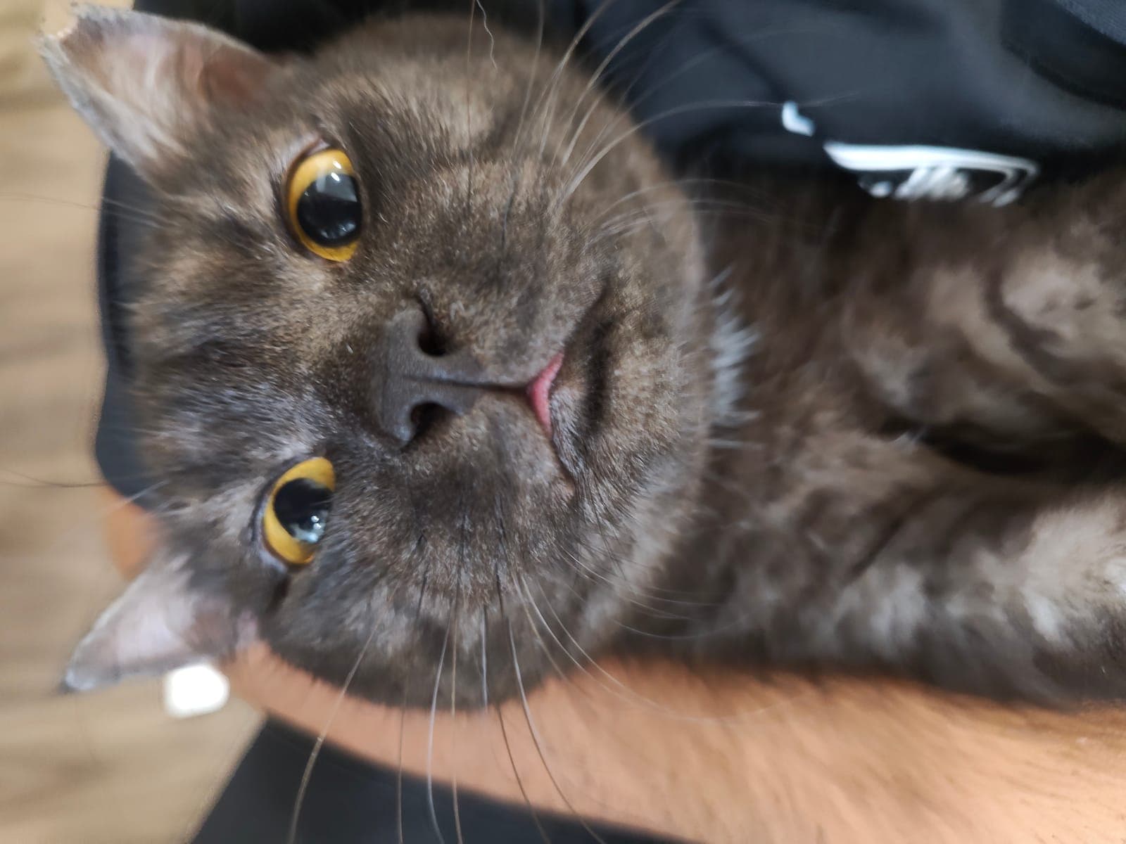 A smoke-grey cat lying back against a team member's arm at Kuro Cat Hotel, looking up at the camera