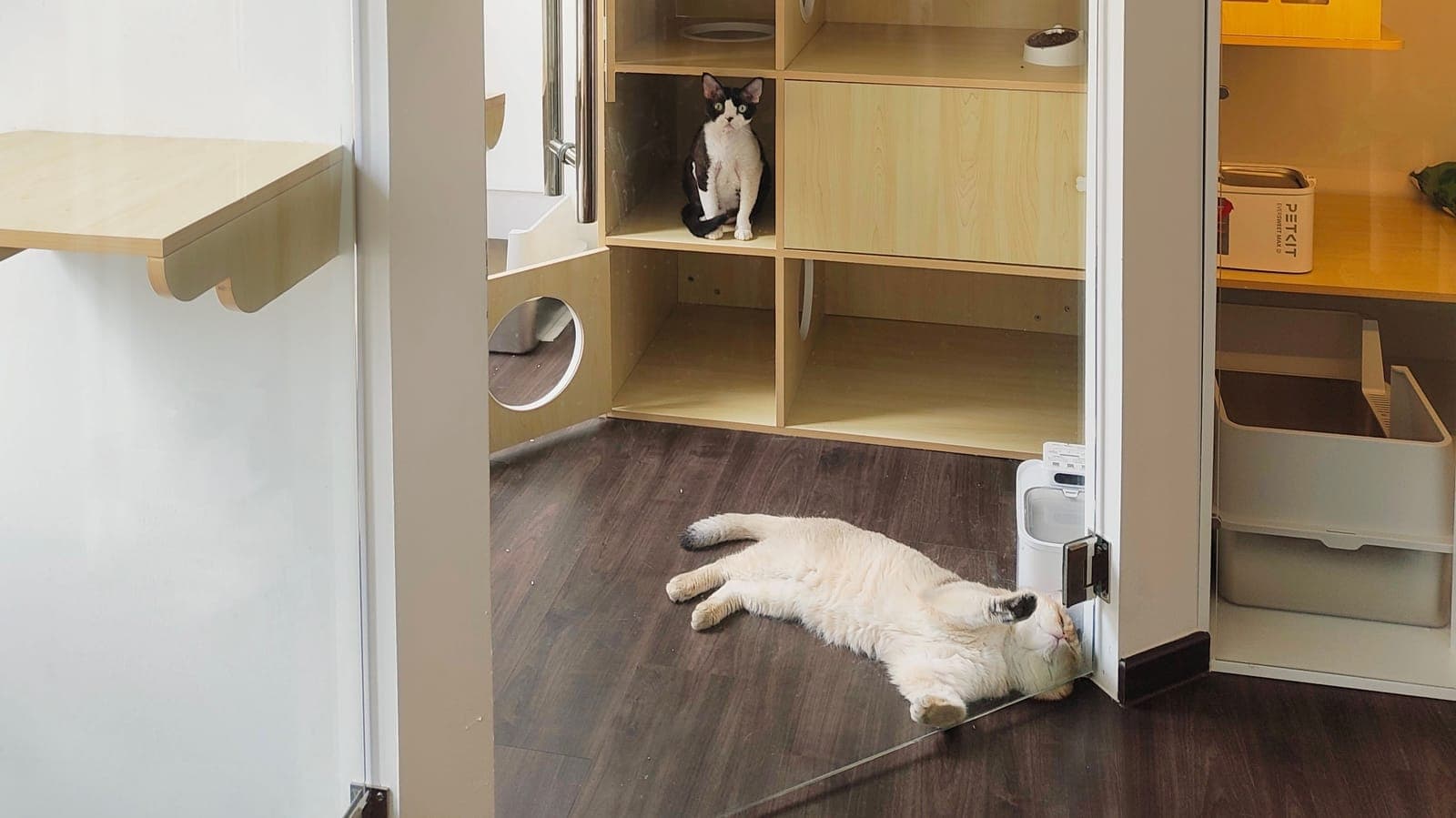 A white cat sprawled across the floor of its suite at Kuro Cat Hotel while a tuxedo cat watches from a wall cubby