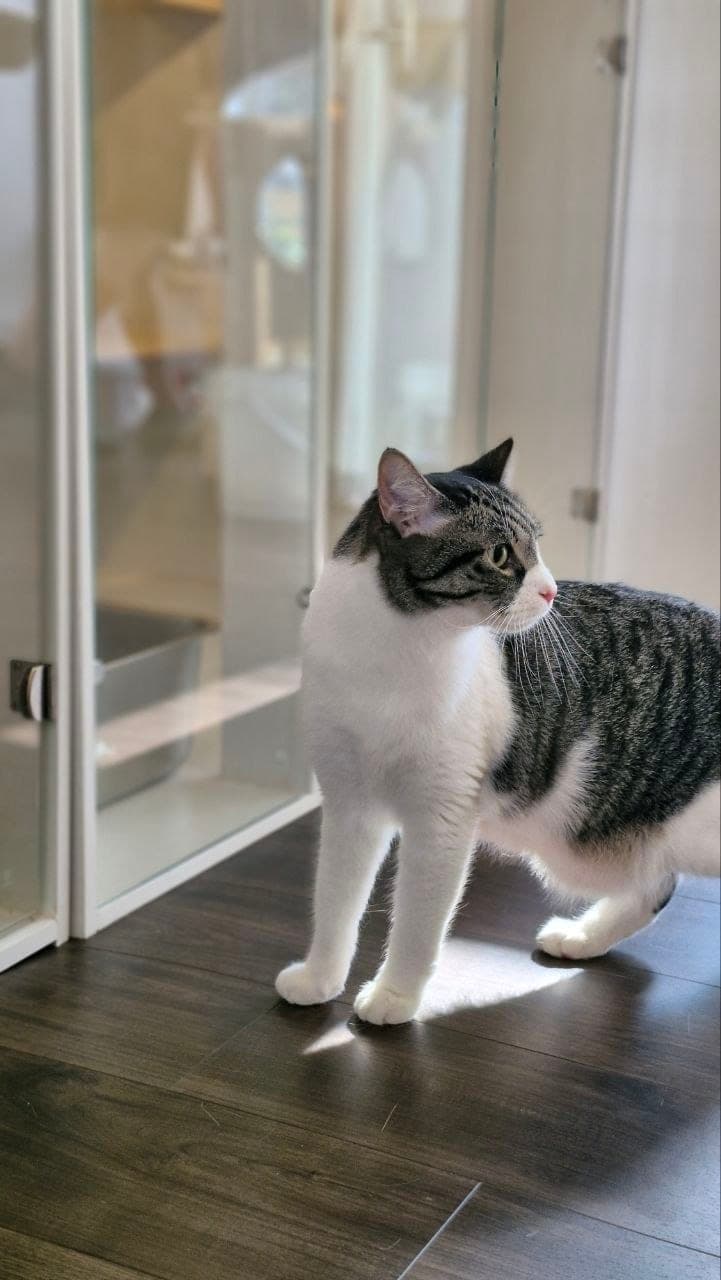 A tabby-and-white cat by the glass door of its private suite at Kuro Cat Hotel, with its litter tray and enrichment visible inside