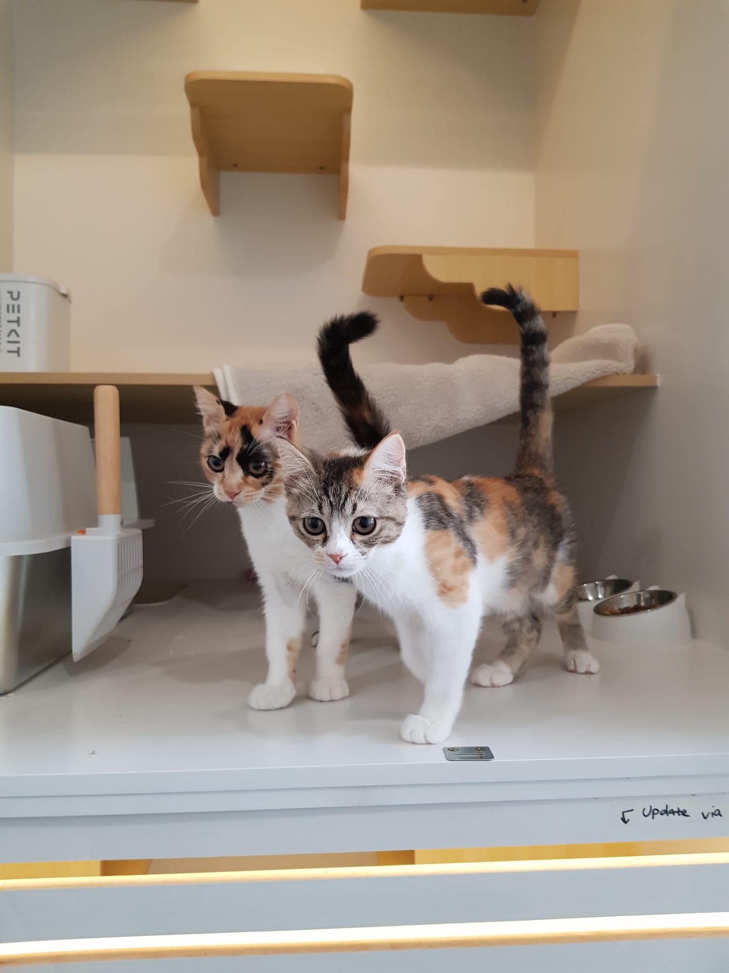 Two calico cats sharing a private suite with a cat tree and enrichment at Kuro Cat Hotel, showing ample space and amenities