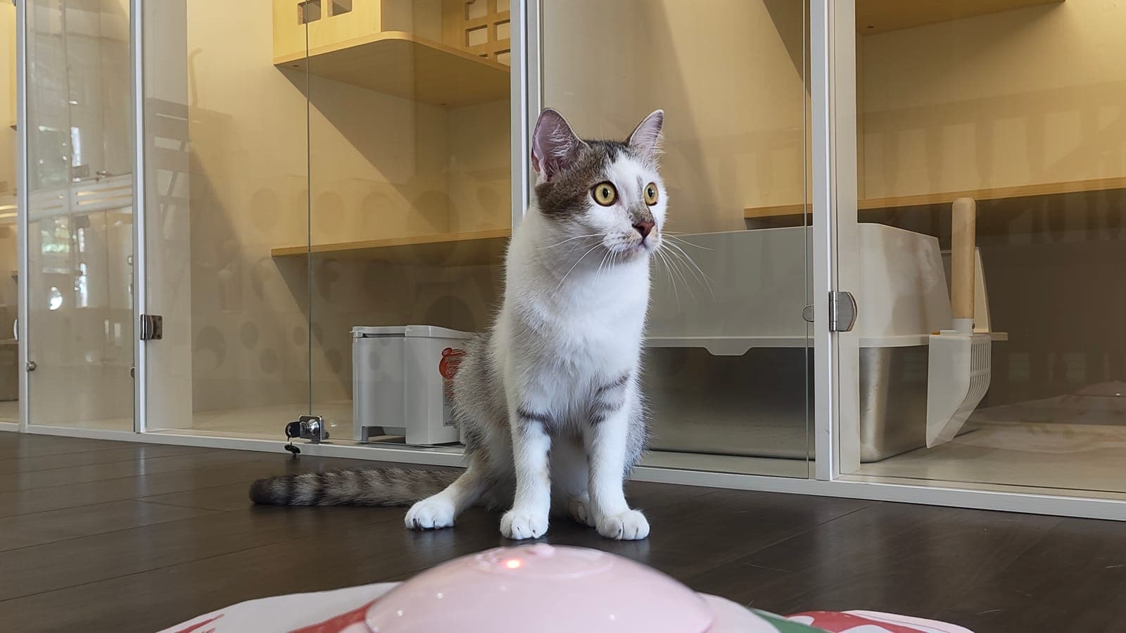 A cat resting in a private air-conditioned suite at Kuro Cat Hotel, cat boarding in Singapore's Chinatown