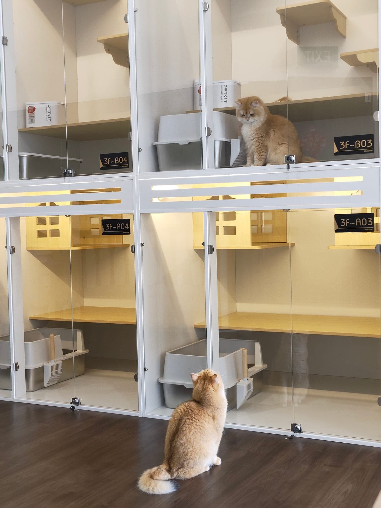 A wall of private suites at Kuro Cat Hotel, each clearly labeled, with two golden cats visible enjoying their individual spaces