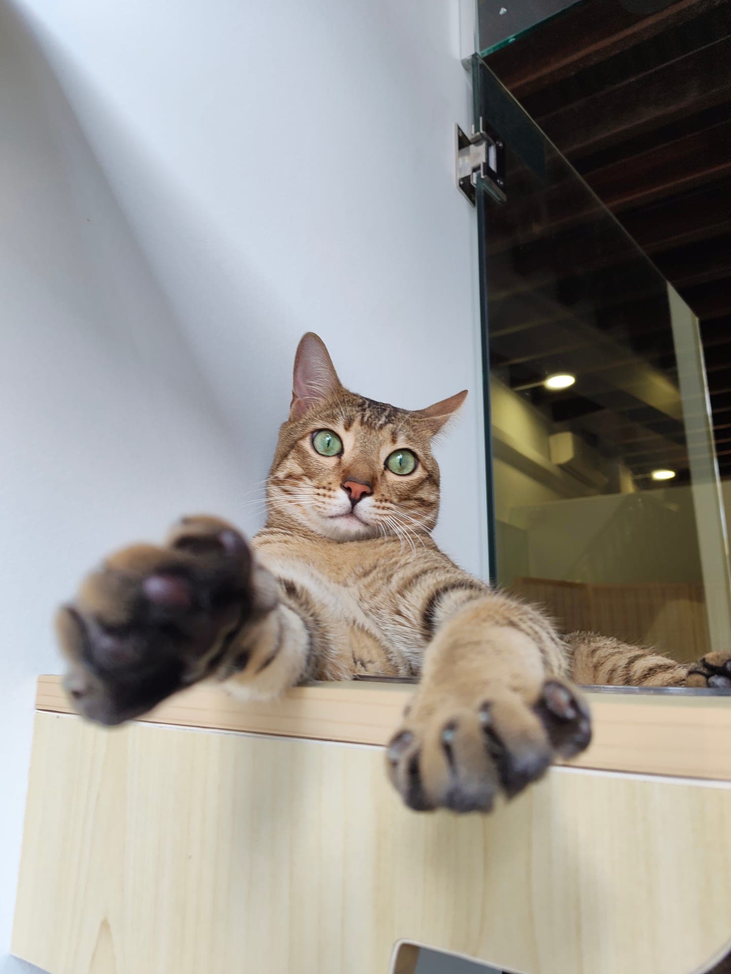 A tabby cat reaching one paw over the edge of its suite at Kuro Cat Hotel, showing confidence and comfort in the space