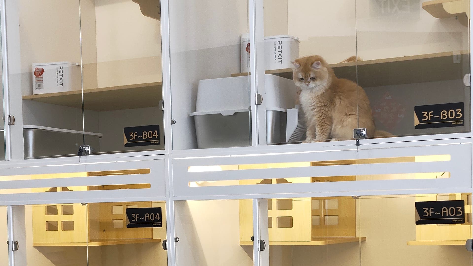A relaxed cat guest resting at Kuro Cat Hotel