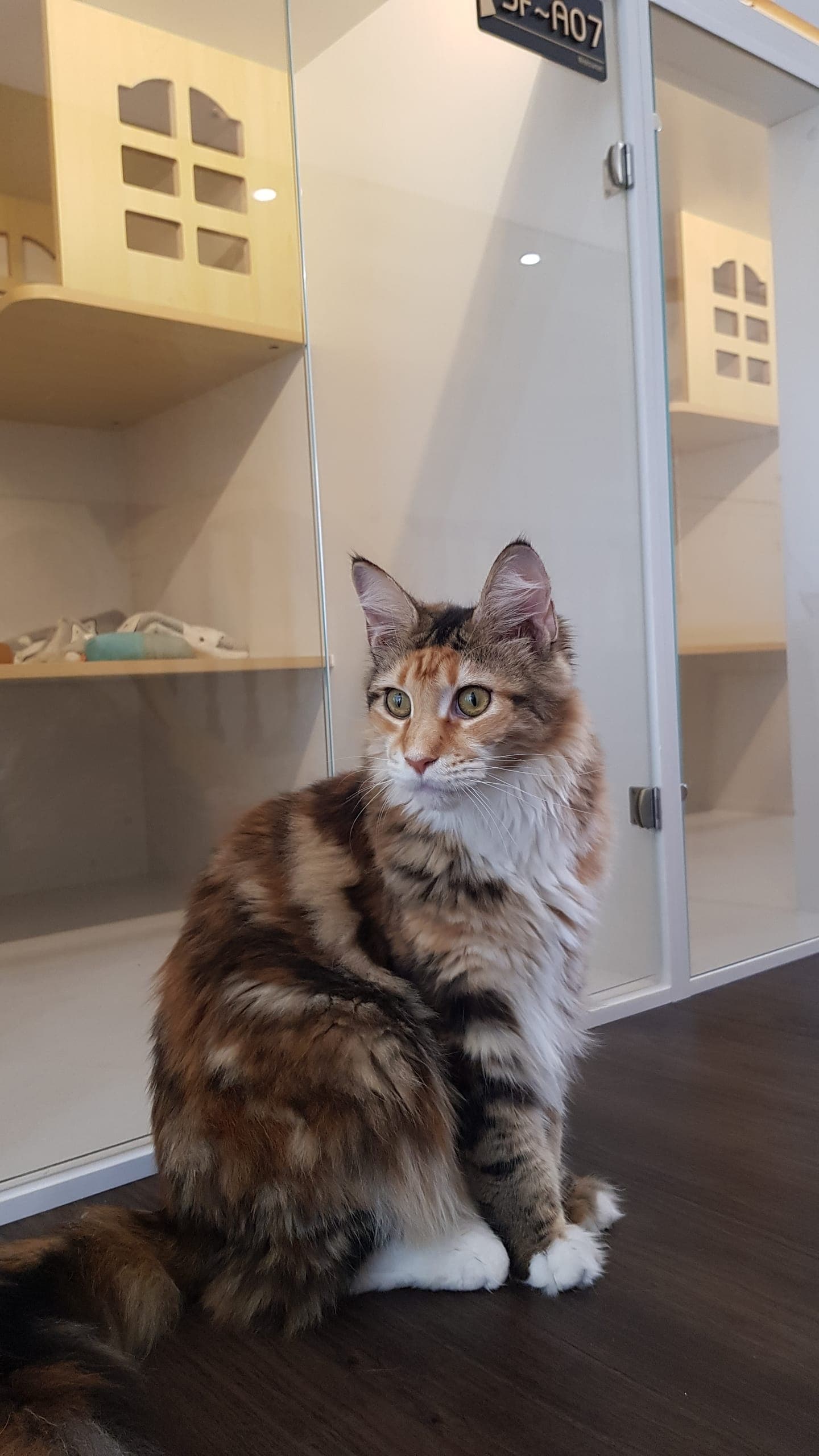 A longhaired calico guest sitting settled on the timber floor outside the glass-fronted suites at Kuro Cat Hotel