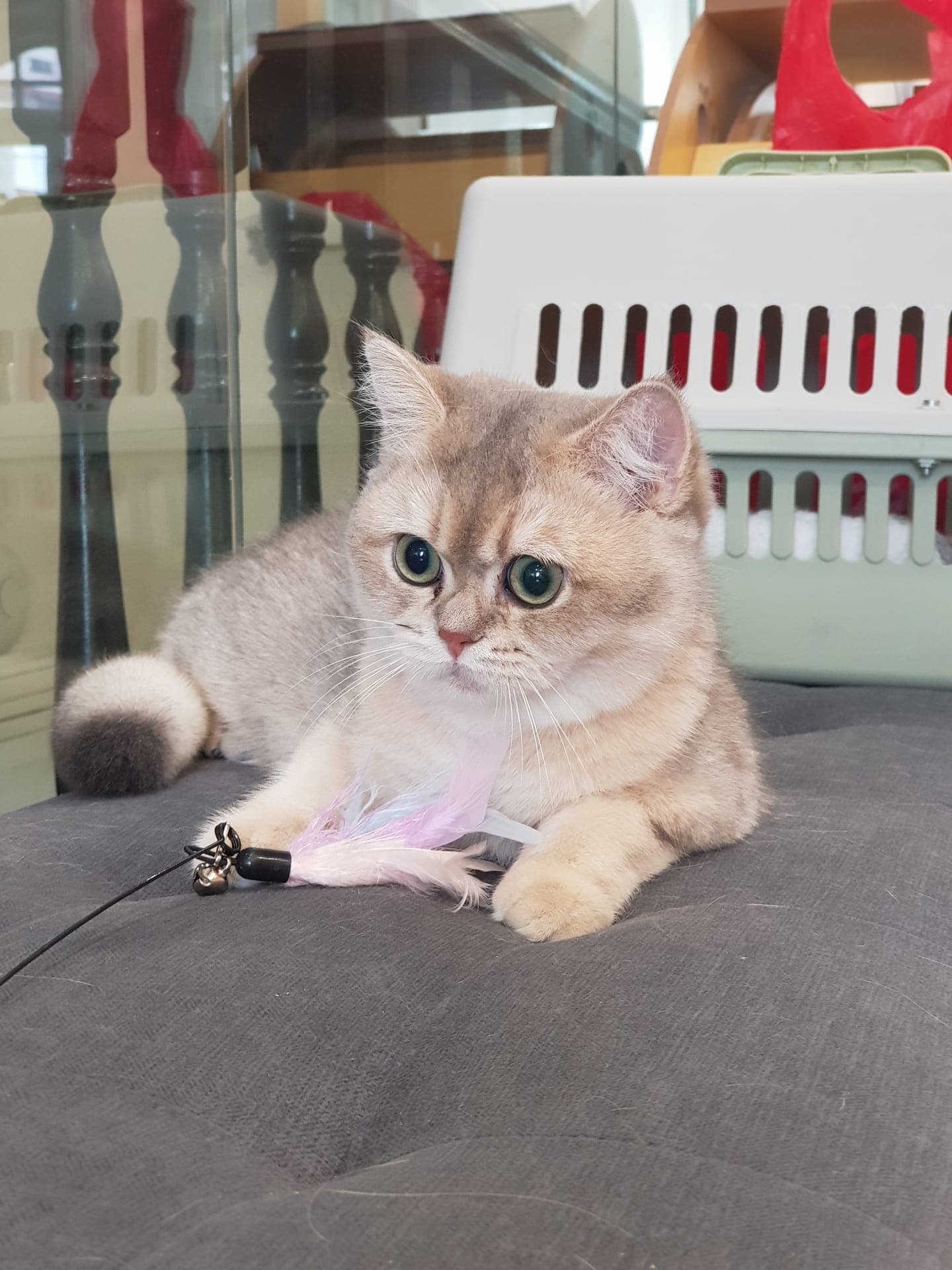 A shorthair guest lying relaxed on a cushion at Kuro Cat Hotel, holding a pink feather teaser with one paw