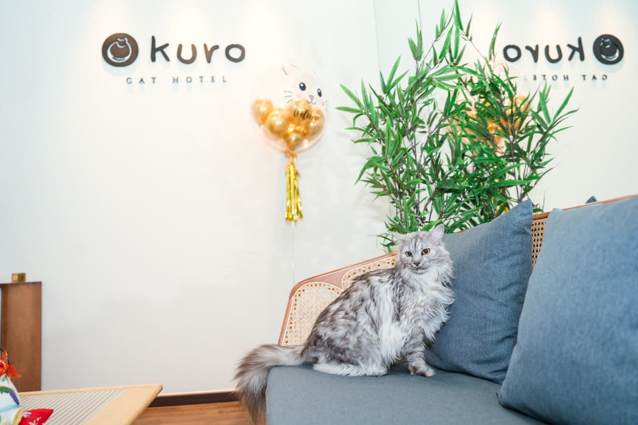 Long-haired grey cat resting on a rattan sofa in Kuro Cat Hotel's Chinatown reception