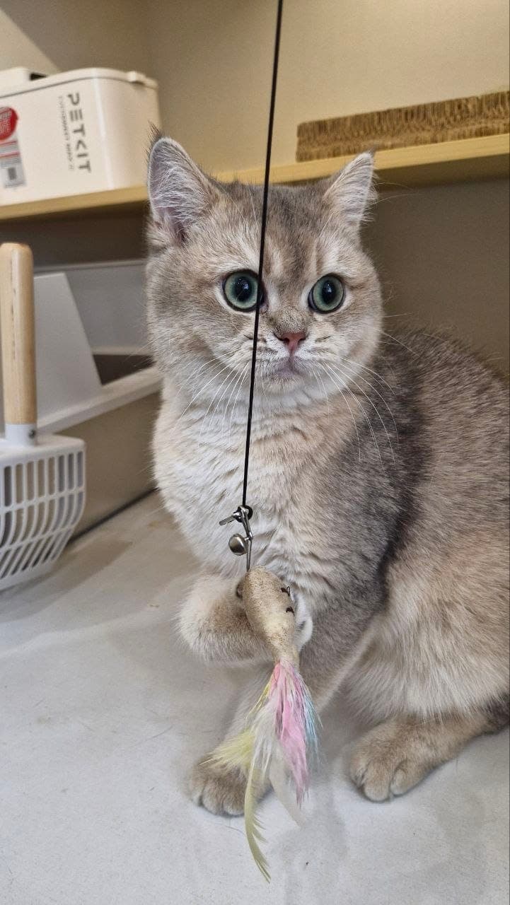 A shorthair guest catching a feather teaser with one paw in its suite at Kuro Cat Hotel, with the suite's litter station behind