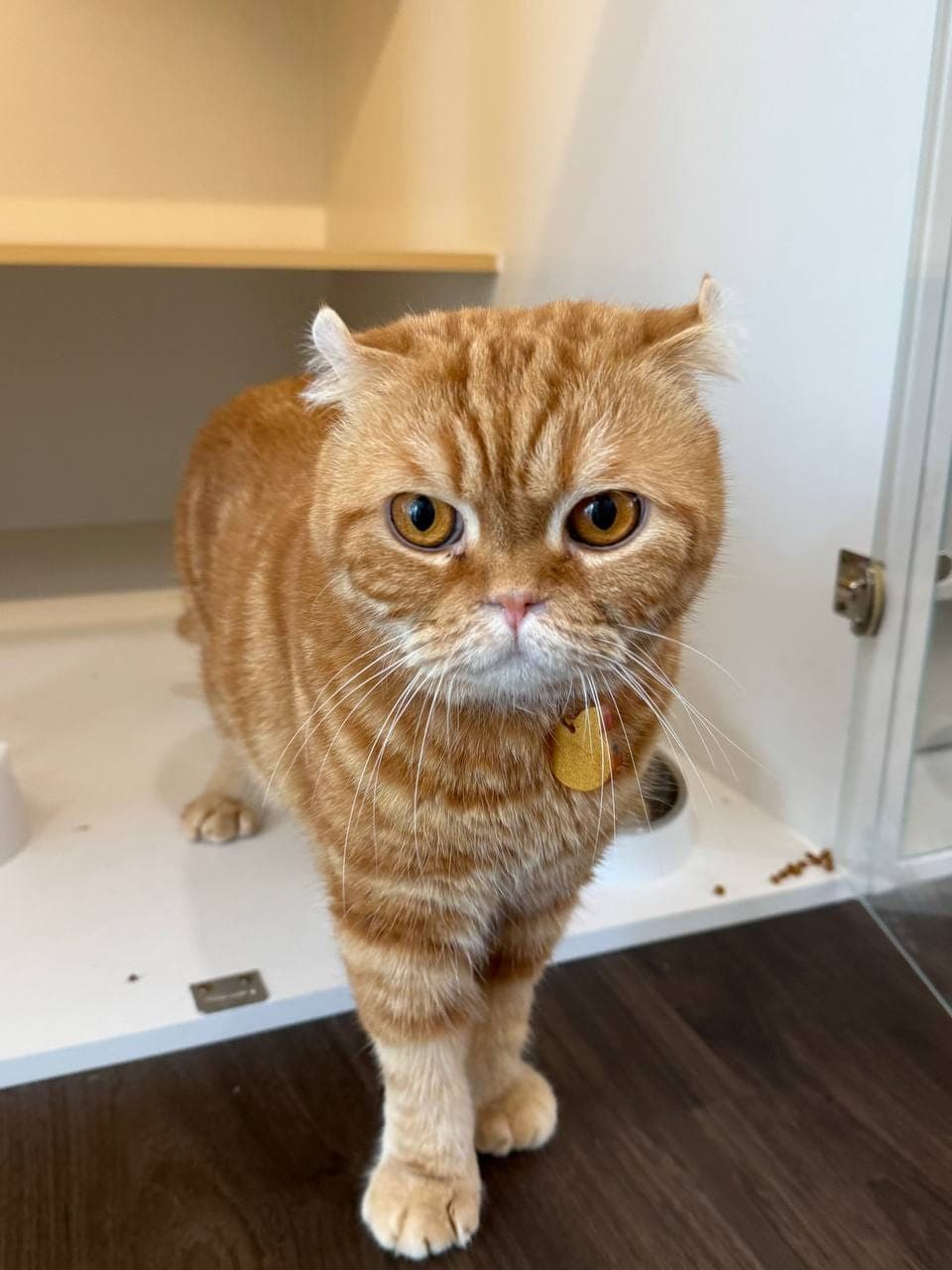 A ginger Scottish Fold with a gold name tag stepping out of its suite doorway at Kuro Cat Hotel