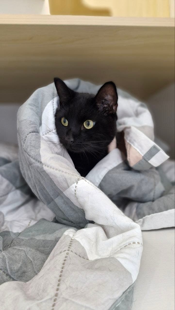 A black cat with yellow-green eyes peeking out from a folded grey and white duvet on a shelf in a suite at Kuro Cat Hotel