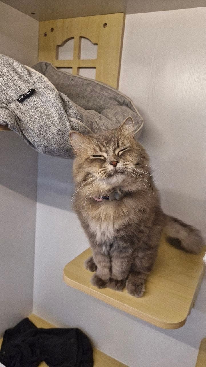 A grey longhaired cat sitting on a wall-mounted wooden step beside a cushioned bed in a Kuro suite, eyes closed in a contented squint