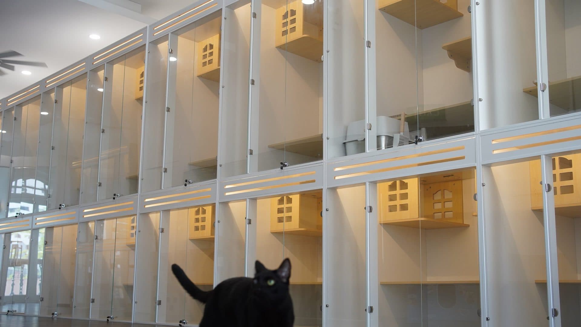 A black cat walking past the glass-fronted Loft and Classic suites at Kuro Cat Hotel in Chinatown, Singapore