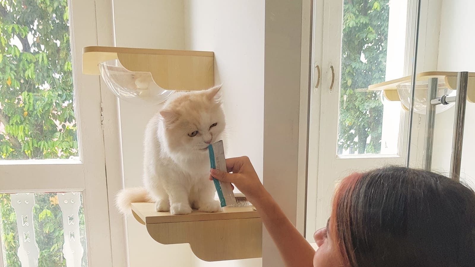 A team member hand-feeding a treat stick to a white cat sitting on a window perch at Kuro Cat Hotel, with greenery outside the shophouse windows