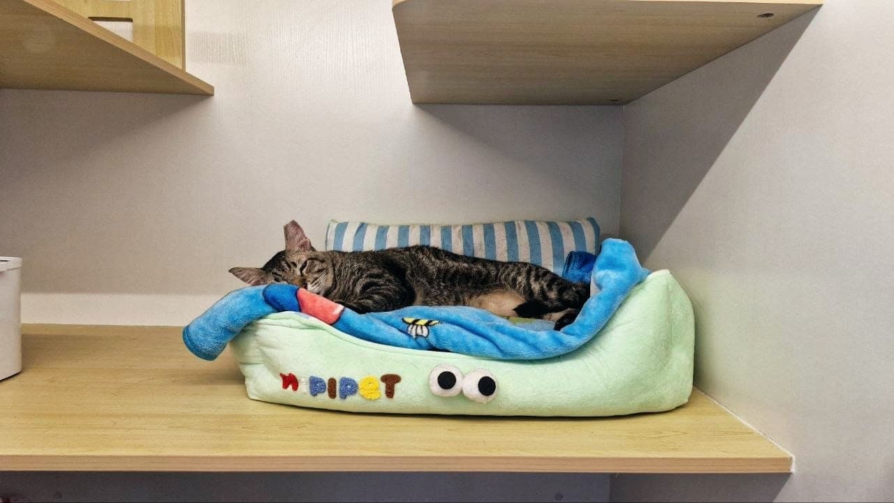 A tabby cat asleep in its own bed from home, tucked under a blue blanket in a suite at Kuro Cat Hotel