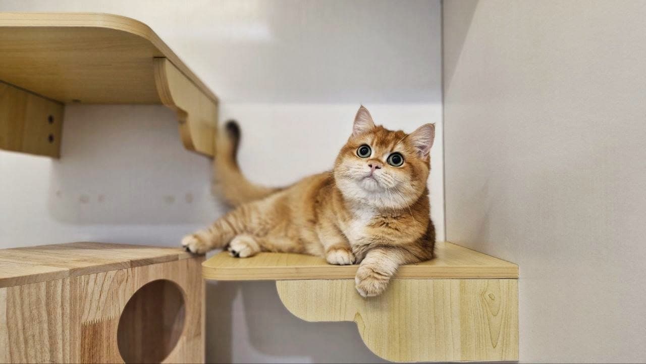 A ginger cat lounging on a wooden platform in its suite at Kuro Cat Hotel