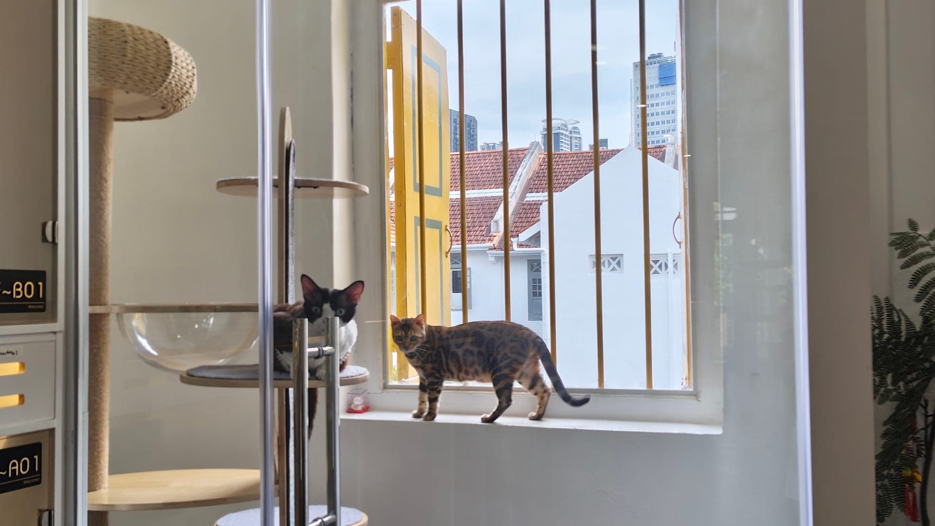 A cat guest enjoying a private suite at Kuro Cat Hotel