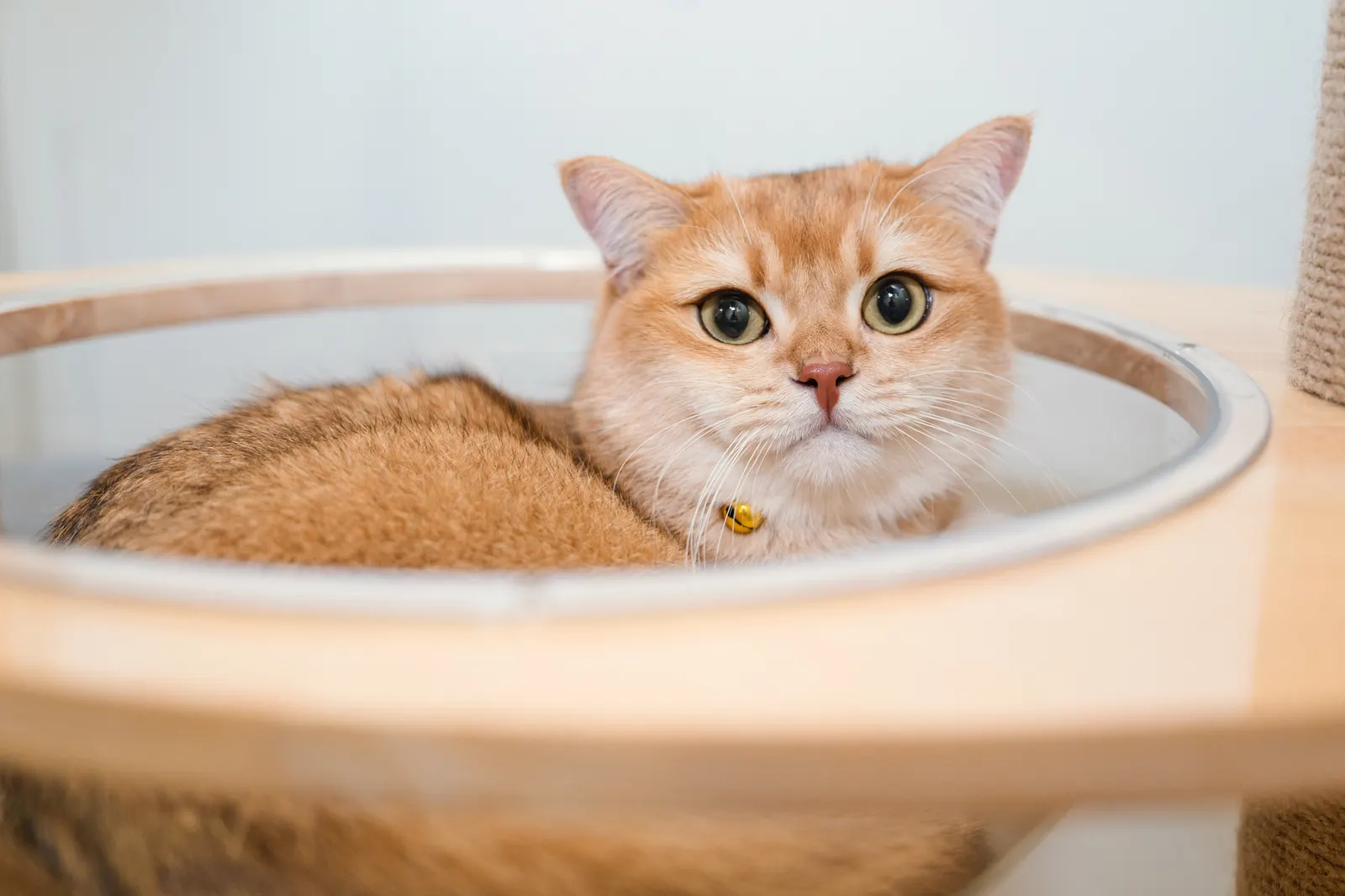 A golden cat resting in a round bed at Kuro Cat Hotel