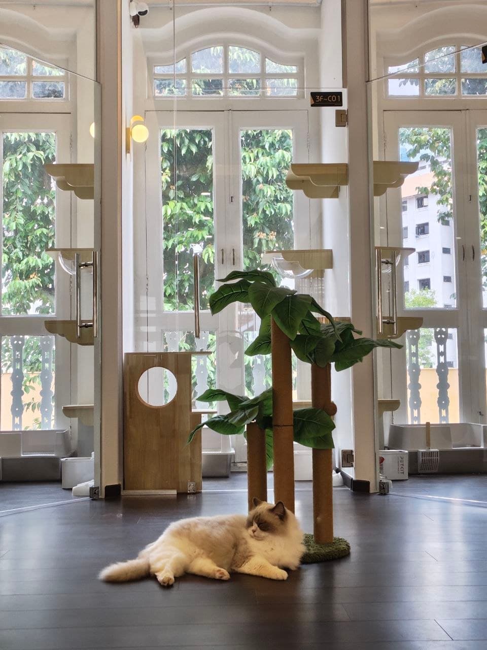 为猫咪入住 Kuro Cat 猫咪酒店做准备
