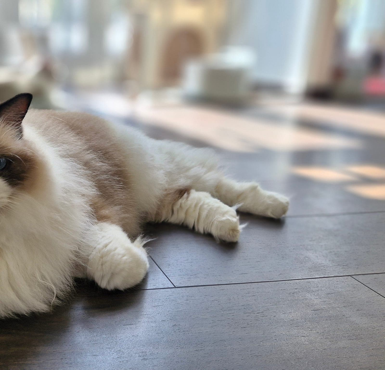 Trust and safety at Kuro Cat Hotel