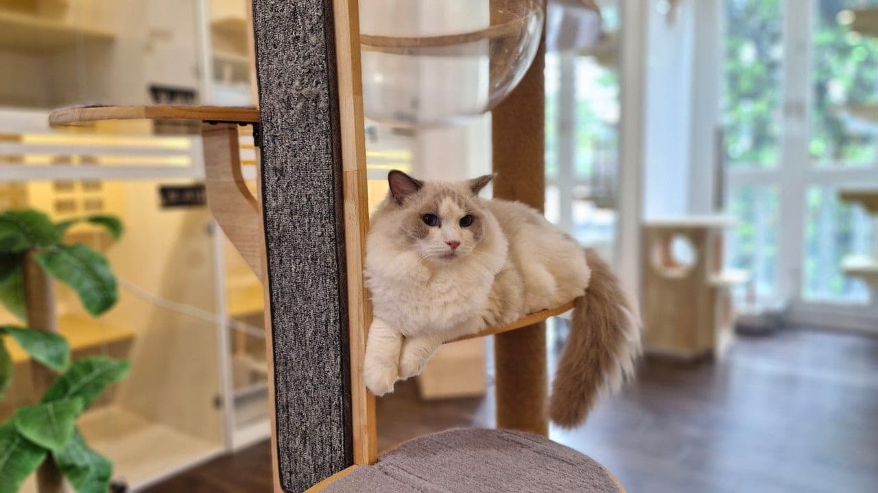 一只布偶猫趴在 Kuro Cat 猫咪酒店玩耍区猫爬架的平台上休息,身后是玻璃门套房,前窗透进日光