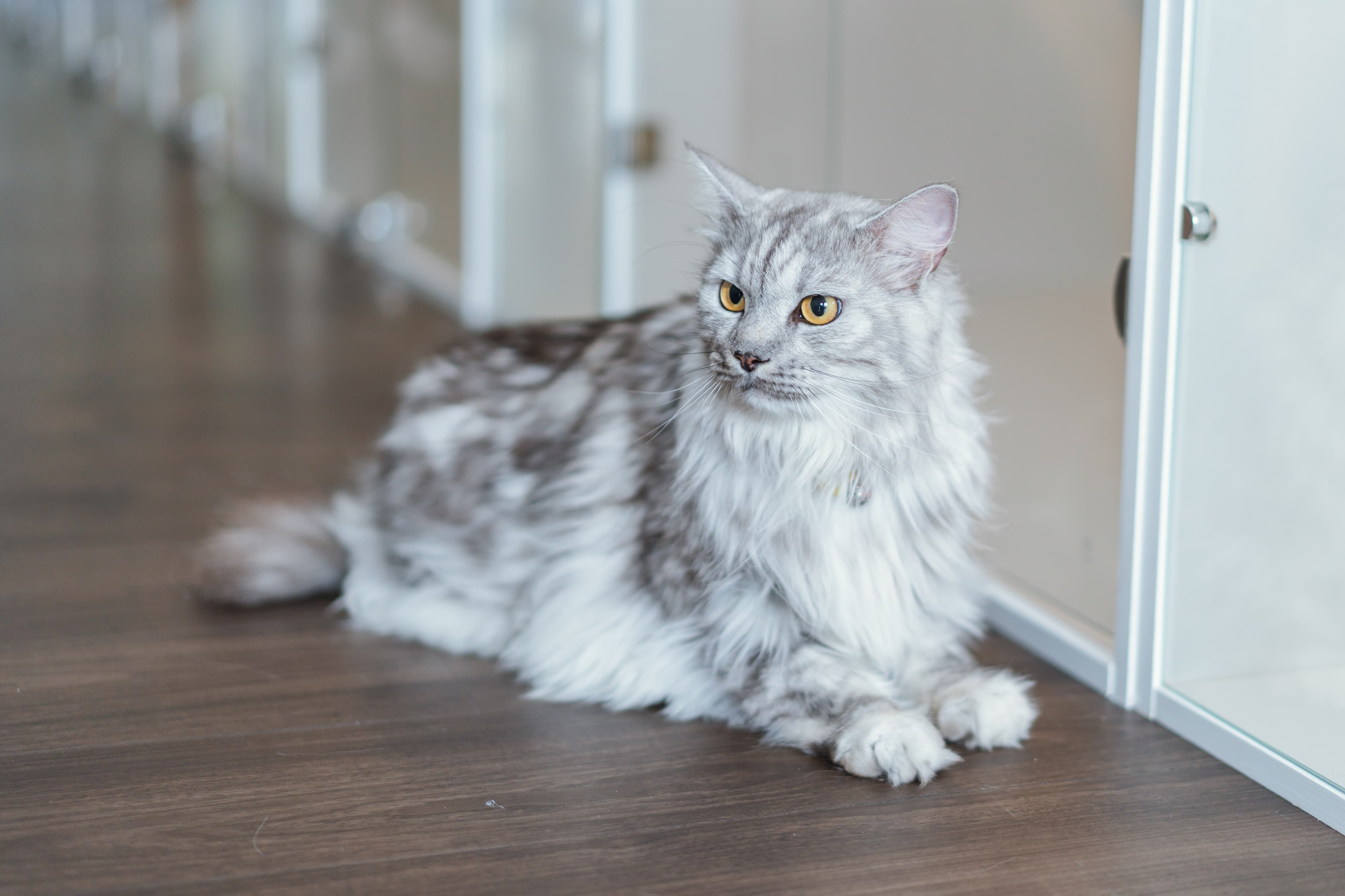 Silver longhair cat sitting in the Kuro Cat Hotel hallway, eye contact