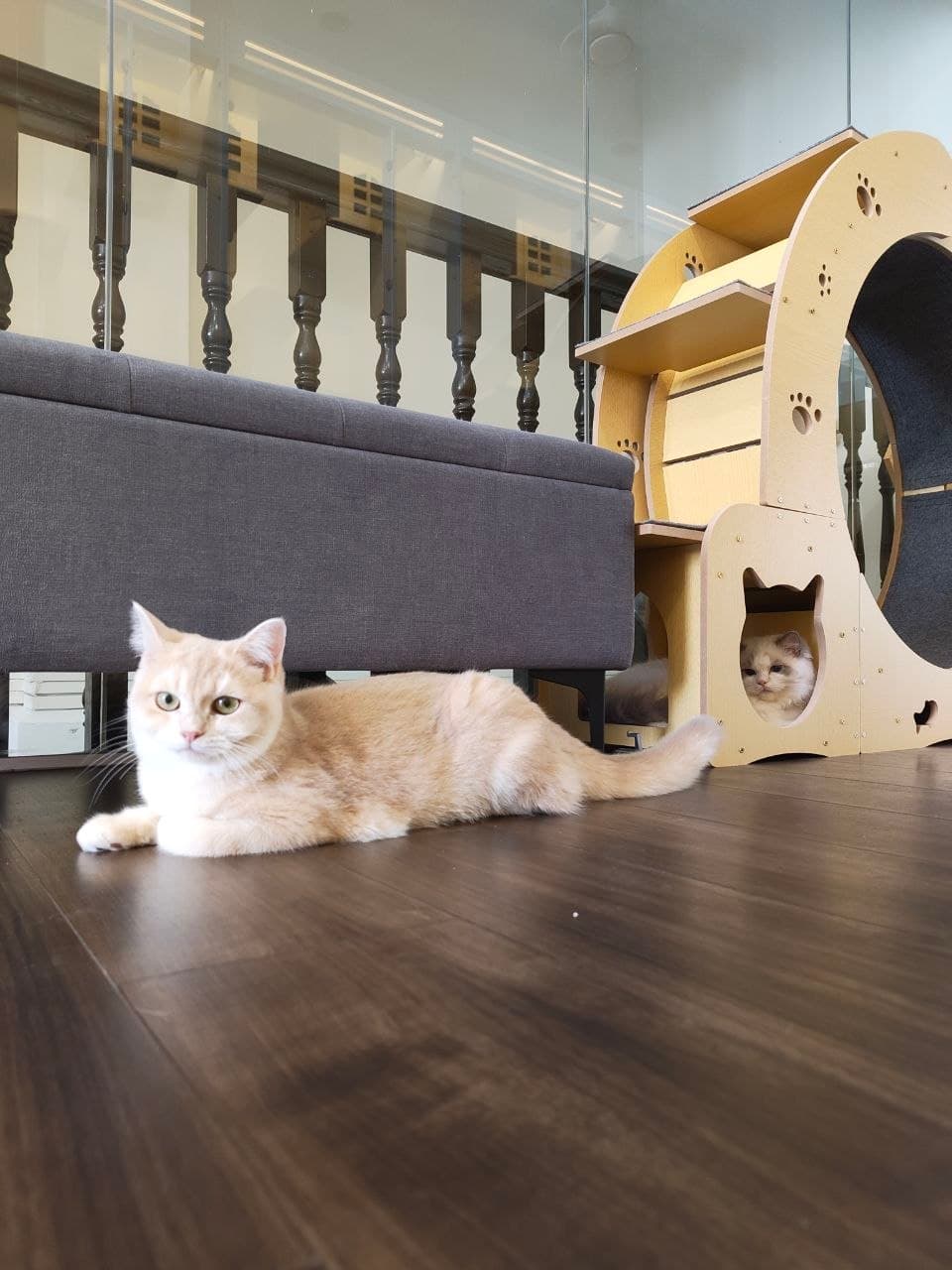 Cream British Shorthair lying on the floor with a second cat peeking from a wooden cubby behind