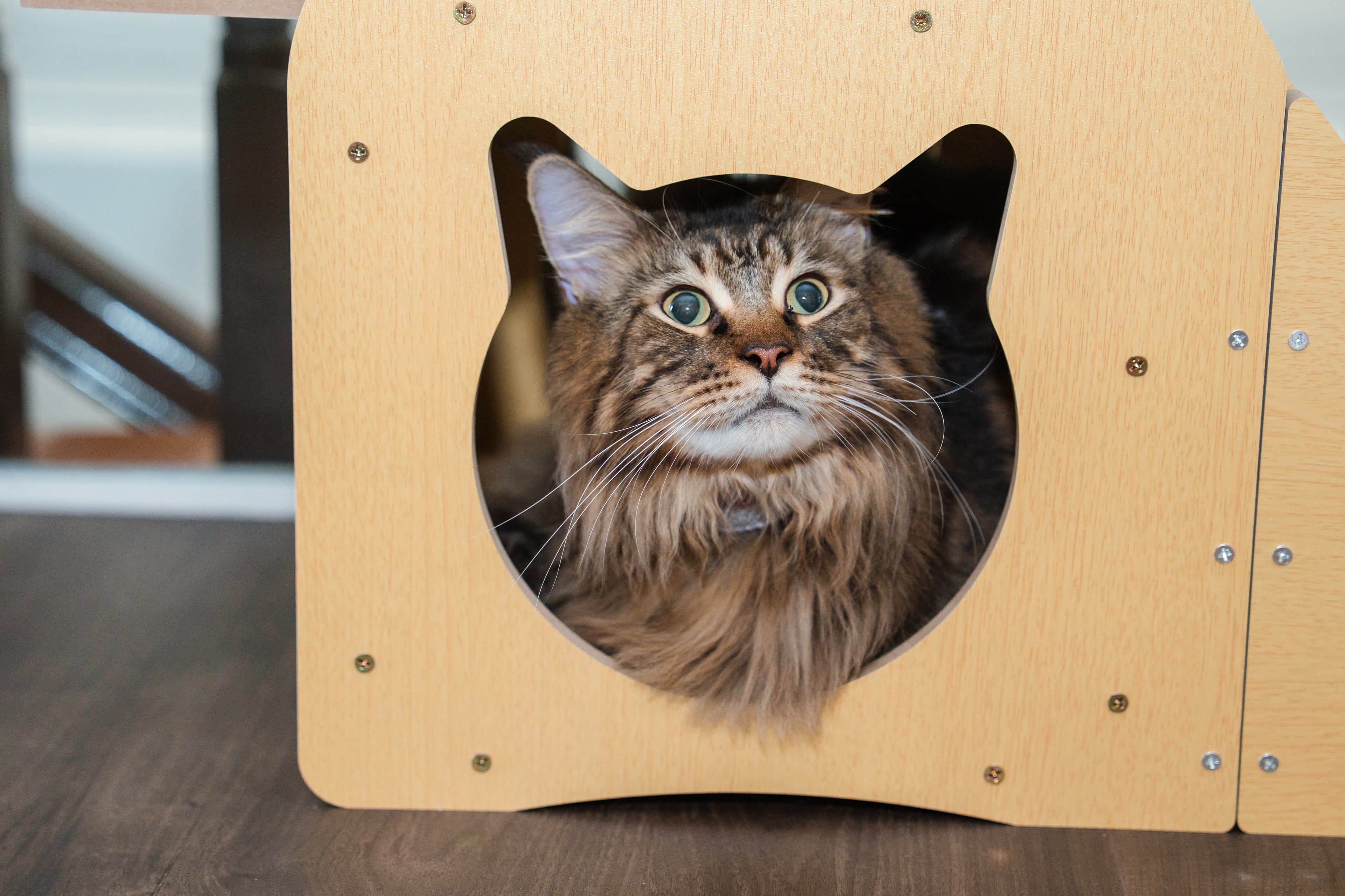 Maine Coon framed in a cat-shaped wooden cubby at Kuro Cat Hotel