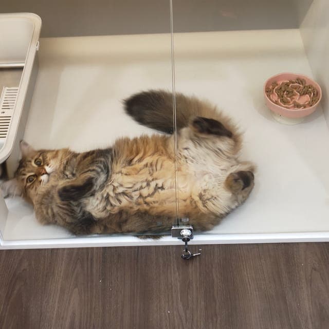 长毛虎斑猫在玻璃门套房里翻身仰躺,身旁放着食盆