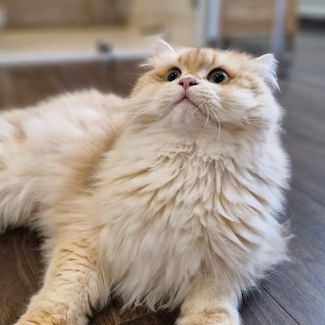 金色长毛猫趴在 Kuro Cat 猫咪酒店的地板上,抬头看向镜头