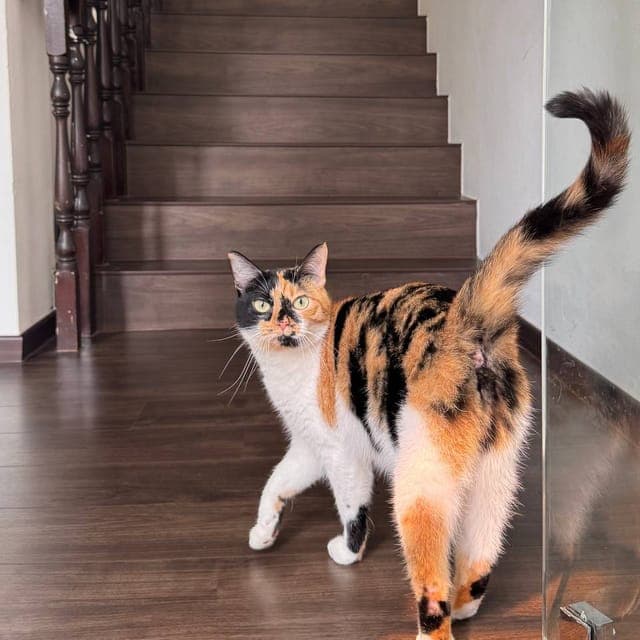 三花猫站在老店屋深色木楼梯前,回头望向镜头