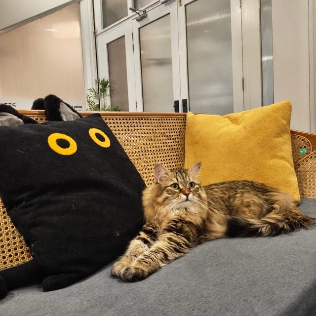 长毛虎斑猫舒展地趴在休息区的藤编长椅上,身旁是黑猫抱枕和芥黄色抱枕
