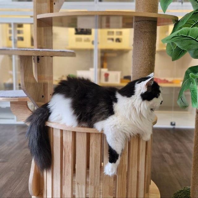 黑白长毛猫趴在 Kuro Cat 猫咪酒店木质猫爬架的顶层圆台上