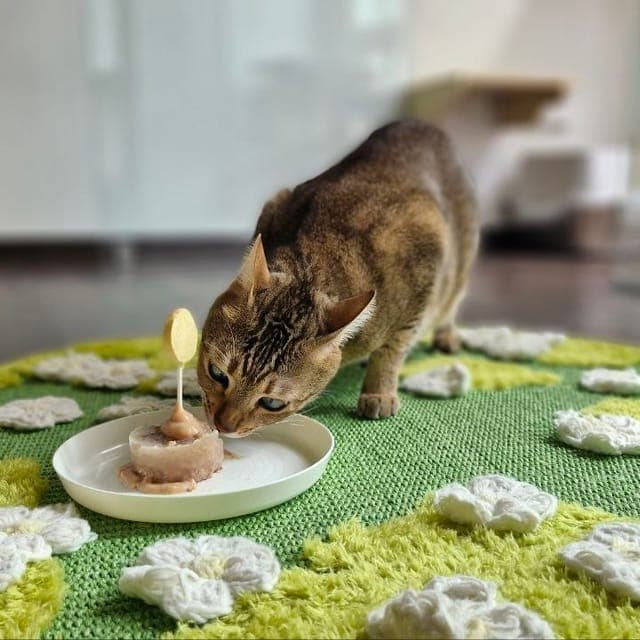 虎斑猫低头吃小碟里的点心,脚下是游戏区的花朵地毯