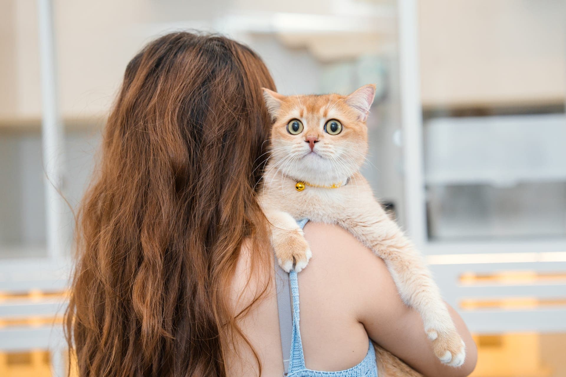 一只猫咪在 Kuro Cat 猫咪酒店的照护员怀中安稳休憩